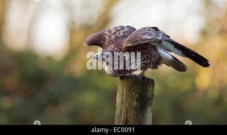 Wild Common Buzzard, Buteo buteo taking off from wooden post Stock Photo