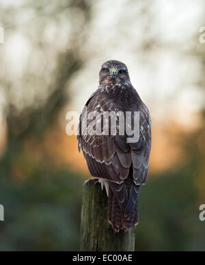 Wild Common Buzzard, Buteo buteo perched on wooden post Stock Photo