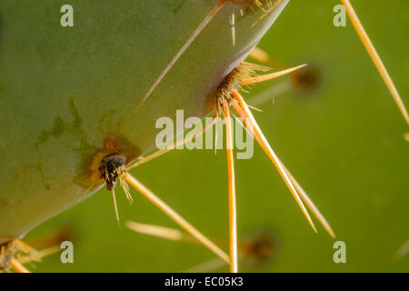 The long, sharp spines on a prickly pear cactus (Opuntia), in the desert in Arizona, USA.