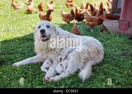 Great Pyrenees mother with one week old puppies, free roaming Eco organic chicken, free range. Stock Photo
