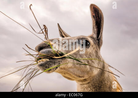 A close up picture of the head of a llama (Lama glama) eating grass. Stock Photo