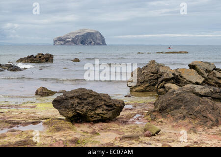 The Bass Rock island in the Firth of Forth viewed from the rocky beach. Near North Berwick, East Lothian, Scotland. Stock Photo