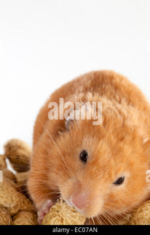 Syrian Hamster eating peanuts on a white background Stock Photo