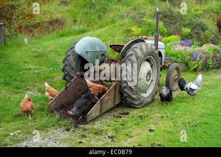Free range poultry chickens hens and cockerel pecking at manure in box behind tractor in chicken farm yard summer country scene Wales UK  KATHY DEWITT Stock Photo