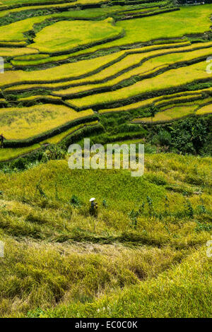 Philippines, Ifugao province, Banaue rice terraces around the village ...