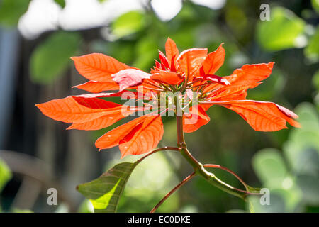 Christmas Poinsettia flower against the light shows structure of leaves on  beautiful December day Oaxacan garden Oaxaca Mexico Stock Photo