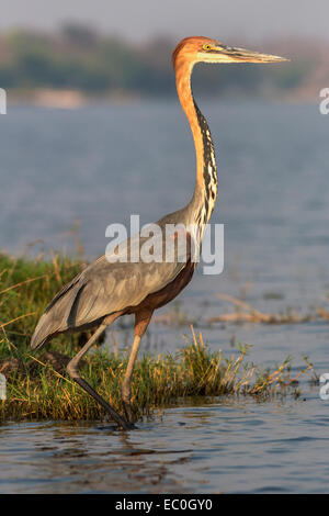 Goliath heron (Ardea goliath), Chobe national park, Botswana Stock Photo