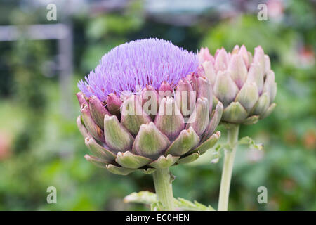 Cynara cardunculus. Globe artichoke growing in an herbaceous border. Stock Photo