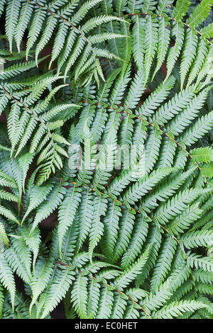 Cyathea australis. Rough Tree Fern leaf pattern. Stock Photo