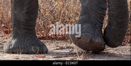 Closeup of African elephants feet and trunk Stock Photo