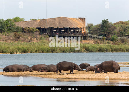 Hippopotamus (Hippopotamus amphibius) on land with Lower Sabie rest camp in the background, Kruger National park Stock Photo