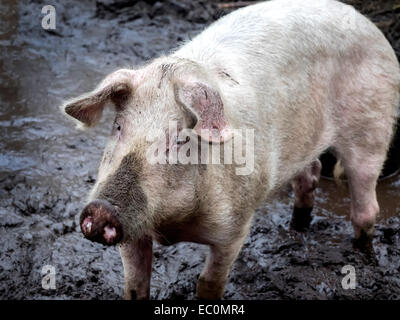 Pig on a farm running outdoors in the dirt Stock Photo