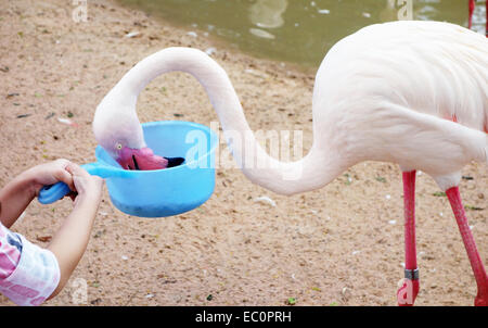 hand feeding flamingo in the Zoo Stock Photo
