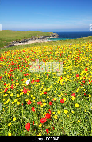 A white butterfly flies over a wild flower meadow of red poppies and yellow corn marigolds with the sea in the distance. Stock Photo