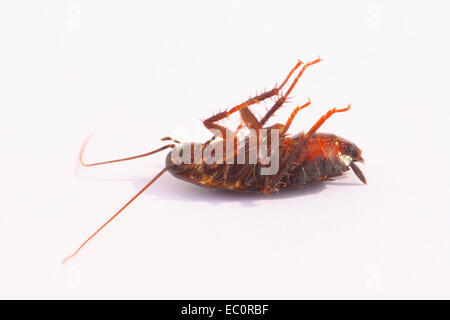 Oriental Cockroach, Blatta orientalis. Dead. On white background Stock Photo