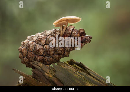 Conifer Cap / Pine Cap mushrooms growing from a Scots Pine cone Stock Photo