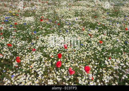 Wildflowers, including poppies (Papaver rhoeas), cornflowers (Centaurea cyanus) and corn chamomile (Anthemis arvensis) Stock Photo