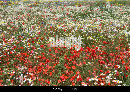 Wildflowers, including poppies (Papaver rhoeas) and corn chamomile (Anthemis arvensis), being grown for seed by Landlife Stock Photo