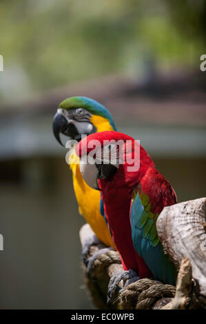 Close-up of Green Wing Macaw head, face, body, feet on a perch with a slightly blurred Blue and Gold Macaw perching behind it. Stock Photo