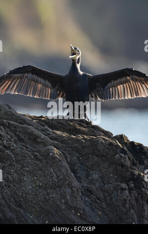Cormorant (Phalacrocoracide) ,beak open, sunning itself on rock pools at high tide. Cornwall England. Stock Photo