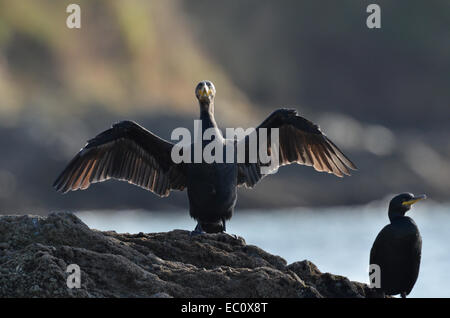 Cormorant (s) (Phalacrocoracide) sunning itself on rock pools at high tide. Cornwall England. Stock Photo