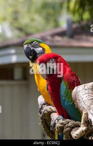 Close-up of Green Wing Macaw head, face, and body on a perch with a slightly blurred Blue and Gold Macaw behind it. Stock Photo