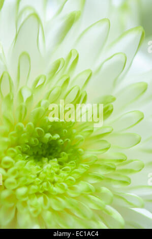 Green and white Chrysanthemum flower in close up with shallow depth of field creating soft blur.