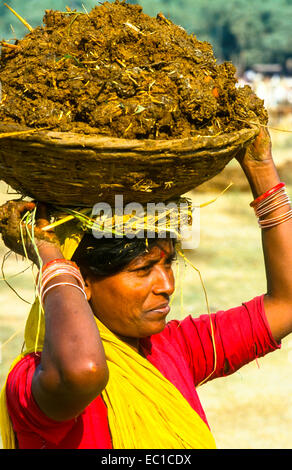 Indian woman collecting cow dung for burning on the ghats in Varanasi ...