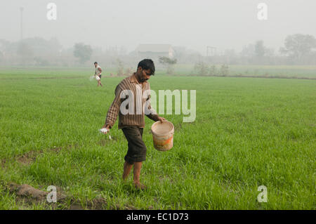 1 Indian Farmer Working in Farm Stock Photo