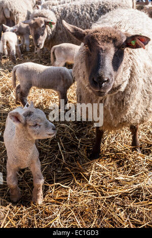 A ewe cares for its new-born lamb Stock Photo