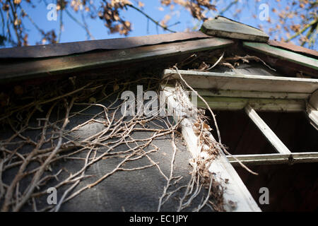 Detail of wood framed attic window of abandoned house with glass missing and dried creeper on the grey walls against blue sky Stock Photo