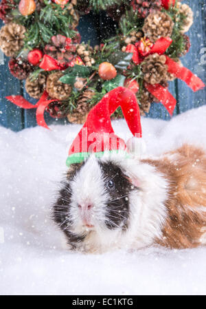 Cute guinea pig,wearing a red Santa hat in the snow Stock Photo