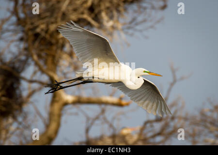Great Egret in flight. Stock Photo
