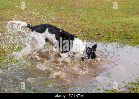 An adult Black and White English Springer Spaniel dog splashing in a puddle of water in a park. England, UK, Britain Stock Photo