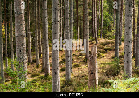 Pine trees in a forest with a single tree trunk broken in the foreground. Stock Photo