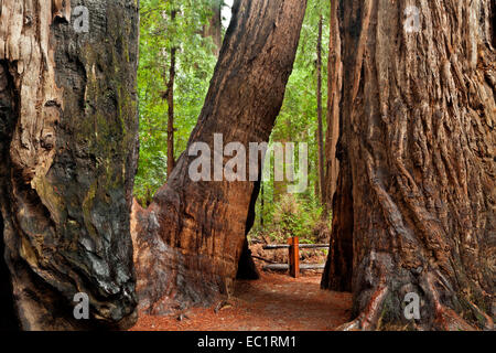 CA02444-00...CALIFORNIA - Redwood trees along the Redwood Grove Loop Trail in Henry Cowell Redwoods State Park. Stock Photo