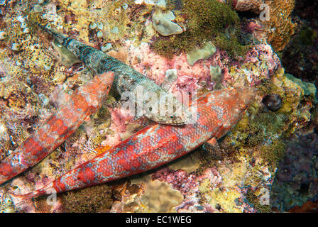 Reef Lizardfish (Synodus variegatus) Stock Photo