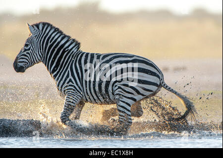Burchell's Zebra (Equus quagga burchelli) running from a water hole, Nxai Pan National Park, Botswana Stock Photo