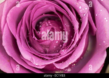 Macro shot of a pink rose, Novato, California, USA Stock Photo