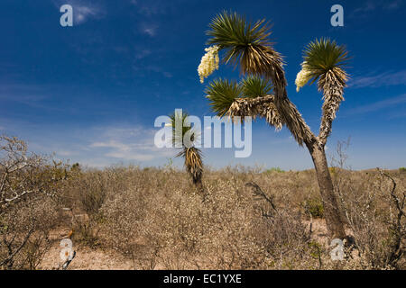 Bioconvex Denticulate Leaf-Yucca (Yucca queretaroensis), flowering ...