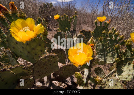 Flowering Prickly Pear Cactus (Opuntia sp.), near Vallecillo, Nuevo Leon, Mexico Stock Photo