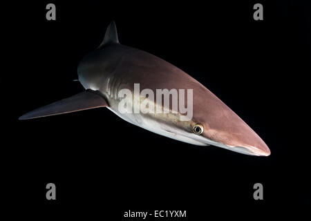 Silky Shark (Carcharhinus falciformis), at night, Revillagigedo Islands, Socorro, Punta Tosca, Mexico Stock Photo