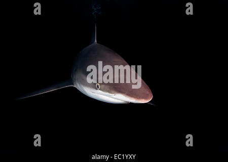 Silky Shark (Carcharhinus falciformis), at night, Revillagigedo Islands, Socorro, Punta Tosca, Mexico Stock Photo