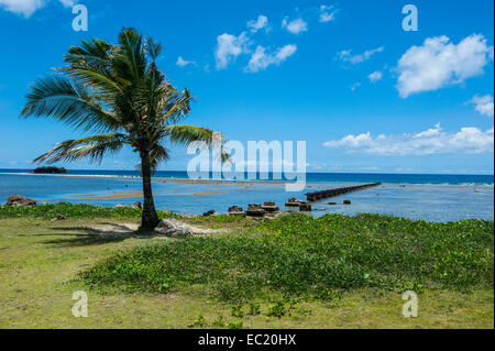 Lonely Palm tree in the Pacific National Historical Park, Guam, US Territory, Pacific Stock Photo