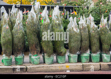 A row of Christmas trees for sale on a kerbside in Greenwich, London. Stock Photo