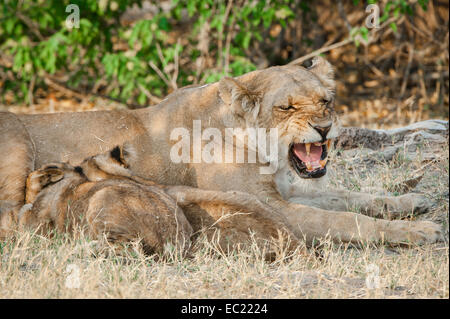 Lion (Panthera leo), lioness suckling cubs, Kasane, Chobe National Park, Botswana Stock Photo