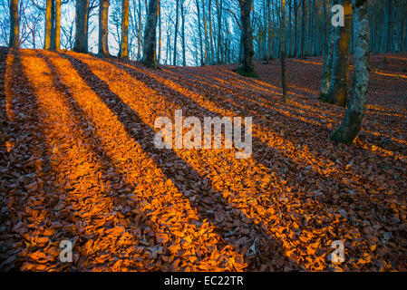 Shadows of trunks on autumn leaves in evening light, Foreste Casentinesi National Park, Italy Stock Photo