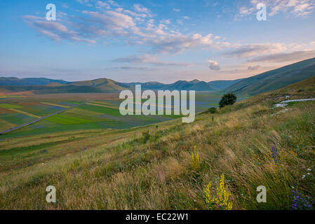 Blooming meadow, Castelluccio di Norcia, Piano Grande, Monti Sibillini National Park, Umbria, Italy Stock Photo
