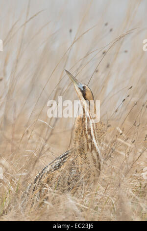 Eurasian bittern (Botaurus stellaris), National Park Lake Neusiedl, Burgenland, Austria Stock Photo