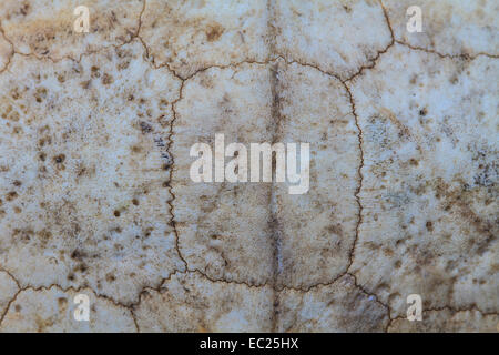 Texture of Turtle carapace death Stock Photo